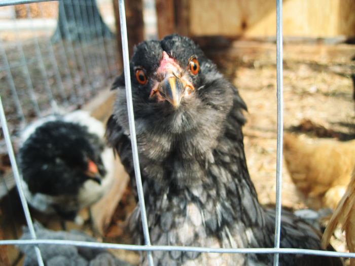 chicken-mug-for-camera